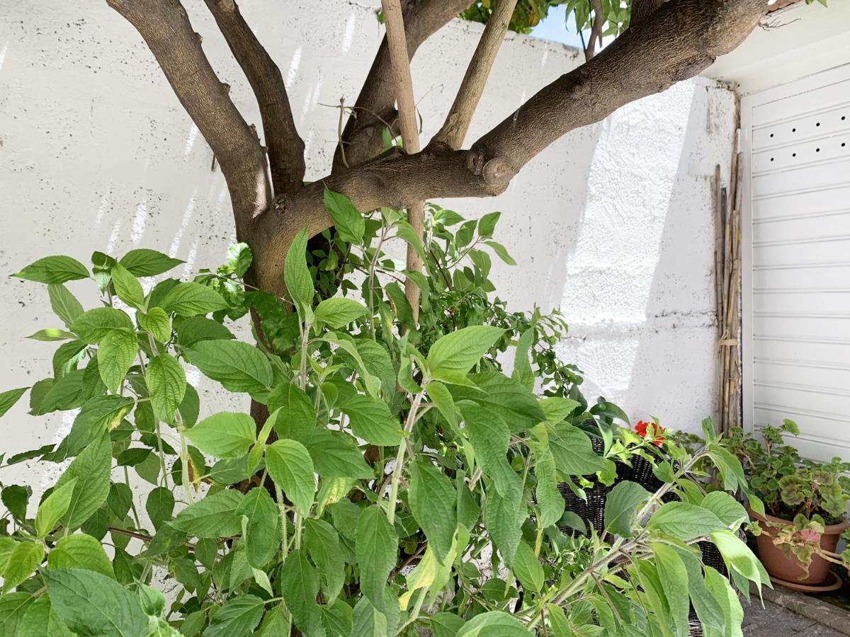 Apartment Tap - In Independent House With Private Garden